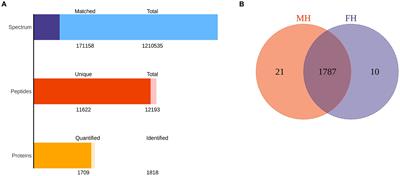 Proteomic analysis reveals key differences in pro-stromal corneal tissue between highly myopic males and females